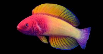 Поярче Skittles. Ученые открыли новый вид радужной рыбы (фото) - focus.ua - Украина - Мальдивы