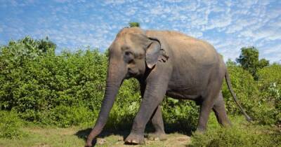 Почти как у людей. Ученые выяснили, что стресс влияет на социальную жизнь азиатских слонов - focus.ua - Украина - Бирма