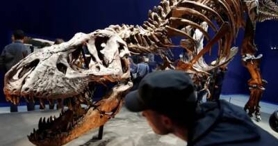 Не только T.rex. Ученые выяснили, что по Земле ходили целых три вида тираннозавров - focus.ua - США - Украина