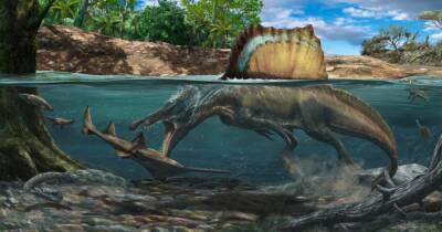 Англия - Умели ли спинозавры плавать: мнения ученых разделились - focus.ua - Украина - Англия - Марокко