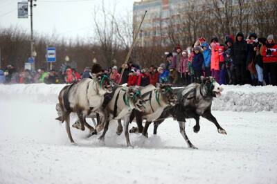 Большая гонка на оленьих упряжках прошла на Чукотке - nazaccent.ru - Чукотка - район Анадырский