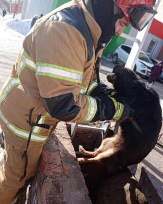 Спасатели вызволили пса со дна колодца теплотрассы - gorodglazov.com - респ. Удмуртия - Воткинск - Удмуртия