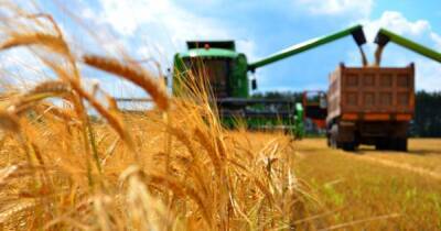 Пшеницы и подсолнечника не будет: в Украине около 30% полей непригодны для посевов, – ООН - focus.ua - Россия - Украина - Афганистан - Йемен - Сомали