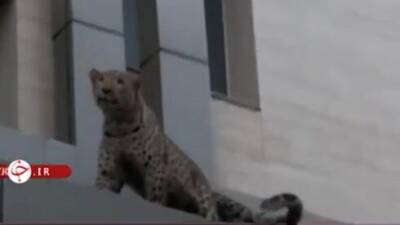Видео: леопард бегал по городу, перепугал жителей и искалечил полицейского - vesty.co.il - Израиль - Иран - Тегеран