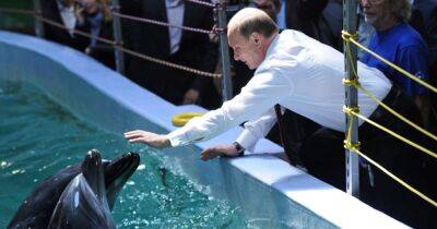 Кремль использует в войне с Украиной "боевых дельфинов", — СМИ - focus.ua - Россия - США - Украина - Крым - Германия