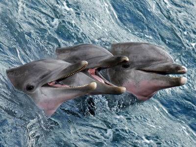 В США считают, что Россия поставила на охрану Крыма боевых дельфинов. Maxar подтвердил это спутниковыми снимками - gordonua.com - Россия - США - Украина - Крым - Ирак - Вьетнам - Черное Море