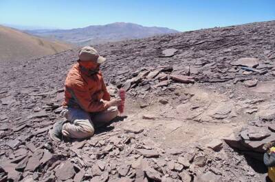 Елен Коваль - Ученые обнаружили кладбище птерозавров в Атакаме - lenta.ua - Украина - Шотландия - Антарктида - Чили