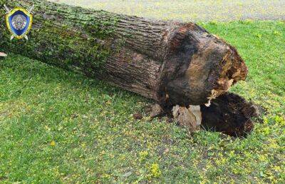 В Минске из-за непогоды на женщину упало дерево. Она погибла - ont.by - Белоруссия - Минск
