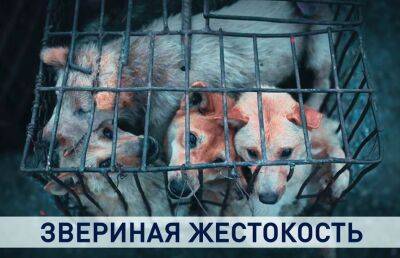В Беларуси активно ведется работа над законом о защите животных - ont.by - Белоруссия - Минск - Витебск