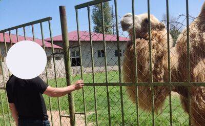 Животные ходят смотреть на животное. Посетительница зоопарка рассказала, как мужчина "радостно" вырвал клок шерсти у верблюда - podrobno.uz - Узбекистан - Ташкент