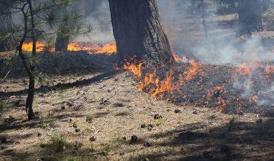 В Тюменской области зарегистрировано 2 новых лесных пожара - nashgorod.ru - Тюменская обл.