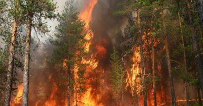 У Чорнобильській зоні горять сотні гектарів лісу - це найбільша за поточний рік пожежа - vchaspik.ua - Украина - Facebook