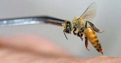 Правда или миф. Ученые рассказали, действительно ли пчелы умирают после того, как ужалят - focus.ua - Украина