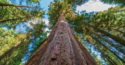 Выше статуи Свободы. Ученые назвали самое высокое дерево в мире - focus.ua - Украина - Нью-Йорк - шт. Калифорния