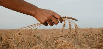 Ентоні Блінкен - Експерт ООН: запасів пшениці на Землі залишилося всього на 10 тижнів - thepage.ua - США - Україна - Росія - місто Москва - Москва - Covid-19