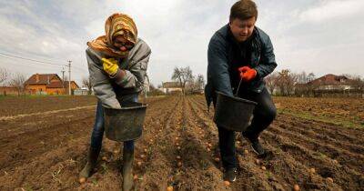 Пора сажать. Угрожает ли Украине дефицит картофеля в 2022 году - focus.ua - Россия - Китай - Украина - Индия