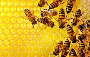 Биологи научили пчел различать четные и нечетные числа - charter97.org - США - Белоруссия
