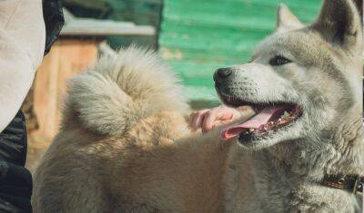 В тюменские ветеринары спасли собаку, на которую напал медведь - nashgorod.ru - Тюмень - Тобольск