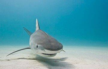 Португальские рыбаки поймали редкую акулу с 300 зубами - charter97.org - Австралия - Белоруссия - Новая Зеландия