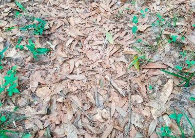 Чехия - «Загадочная» фотография из леса озадачила интернет-пользователей - vinegret.cz - шт.Флорида - Чехия