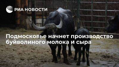 Подмосковье начнет производство буйволиного молока и сыра - smartmoney.one - Московская обл.