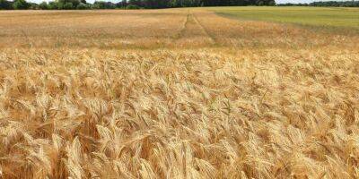 Россия вывозит украденное в Украине зерно в Сирию — Maxar - nv.ua - Россия - США - Сирия - Украина - Севастополь
