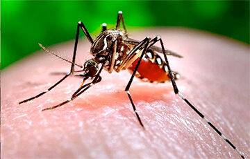 Биологи научились превращать комаров в «вечных подростков» - charter97.org - США - Белоруссия