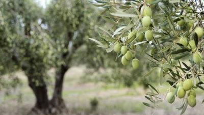Открытие: древние израильтяне первыми в мире начали выращивать оливки 7000 лет назад - vesty.co.il - Израиль - Тель-Авив