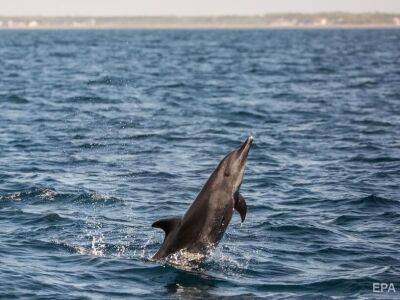 Украинский эколог: В Черном море погибло не менее 3 тыс. дельфинов, одна из причин – варварская война рашистов - gordonua.com - Россия - Украина - Турция - Война