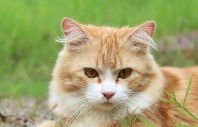 В мире зафиксировали первый случай заражения человека COVID-19 от кошки - ont.by - Белоруссия - Таиланд - Бангкок
