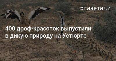 400 дроф-красоток выпустили в дикую природу на Устюрте - gazeta.uz - Узбекистан - Экология
