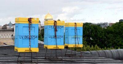 На крыше Латышского общества установят пчелиные ульи – в Верманском парке цветут липы - rus.delfi.lv - Рига - Латвия