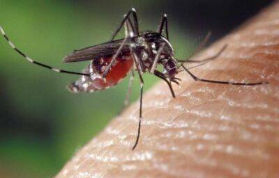 Специалисты назвали цвета, которые привлекают комаров - lenta.ua - Украина