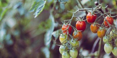 Правила и преимущества. Как обрезать помидоры, чтобы был хороший урожай - nv.ua - Украина