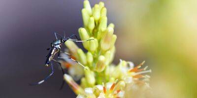 Петуния, базилик и другие. Какие растения отпугивают комаров - nv.ua - Украина