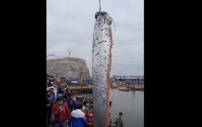 В Чили рыбаки выловили гигантского сельдяного короля - СМИ - korrespondent - Украина - Япония - Чили