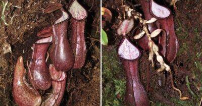 Никого не пощадит. Биологи открыли растение, которое охотится под землей - focus.ua - Украина - Индонезия