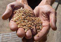 Reuters: пшеница подорожала в понедельник после удара по украинскому порту - smartmoney.one - Москва - Россия - США - Украина - Турция - Одесса - Москва