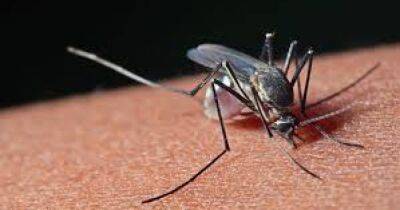 У жительницы Ровенщины обнаружили малярию - dsnews.ua - Украина - Танзания