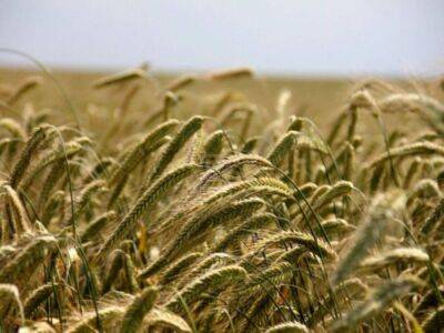 Экспортная пошлина на пшеницу из РФ снижена до 4951,7 рублей за тонну - smartmoney.one - Россия