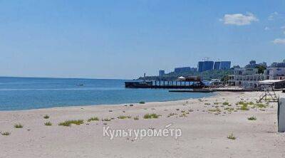 Одесские пляжи начинают зарастать сорняками (фото) | Новости Одессы - odessa-life.od.ua - Украина - Одесса - Война