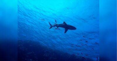 Щелепи-5: за три дні акули вбили двох туристок на популярному єгипетському курорті - fakty.ua - Украина