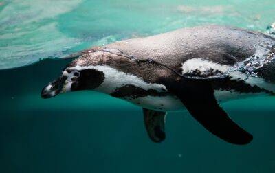 В Японии пингвины "объявили" голодовку - korrespondent - Украина - Япония - Рим - Видео