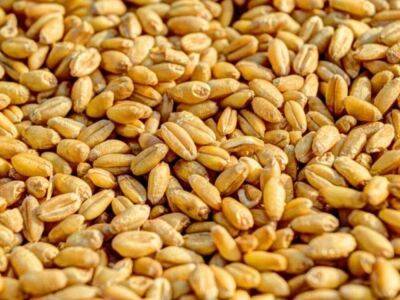 В Турции сообщили, что суда с украинским зерном прибудут в страну 3 августа - smartmoney.one - Украина - Турция - Анкара - Сомали - Анкара - Тасс