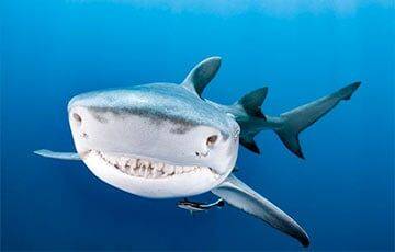 Ученые рассказали, сколько на самом деле зубов у акулы - charter97.org - Белоруссия
