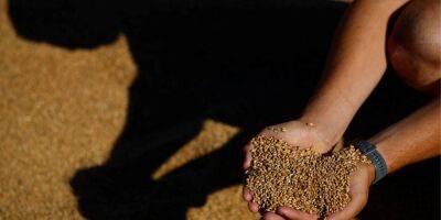 «Зернотрейдеры даже рады». Что действительно происходит с контрактами на экспорт украинского зерна в Египет - biz.nv.ua - Украина - Египет