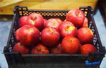 Сколько белорусы могут заработать на яблоках, голубике и смородине? - charter97.org - Белоруссия