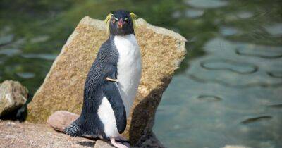 Лиса ворвалась в Эдинбургский зоопарк и убила старейшего пингвина в мире - focus.ua - Украина