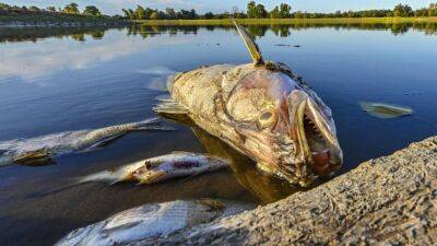 В Польше и Германии пытаются выяснить причину массовой гибели рыбы - ru.euronews.com - Германия - Польша - Чехия