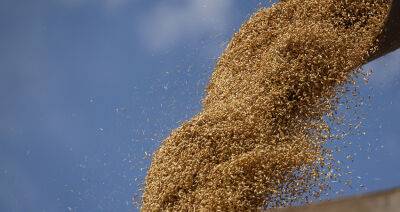 Белорусские аграрии намолотили 5 млн тонн зерна - produkt.by - Белоруссия - Культура